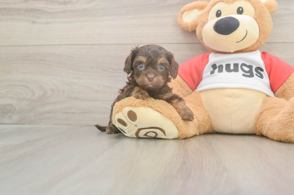 5 week old Cavapoo Puppy For Sale - Fairfield Furbabies