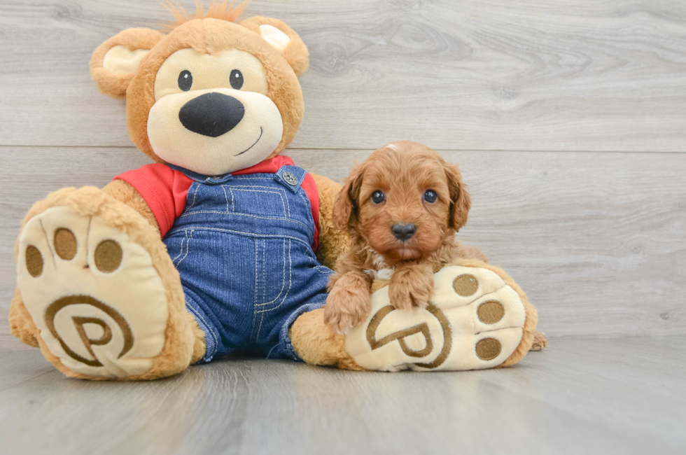 6 week old Cavapoo Puppy For Sale - Fairfield Furbabies