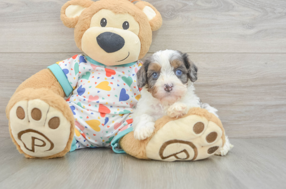 6 week old Cavapoo Puppy For Sale - Fairfield Furbabies
