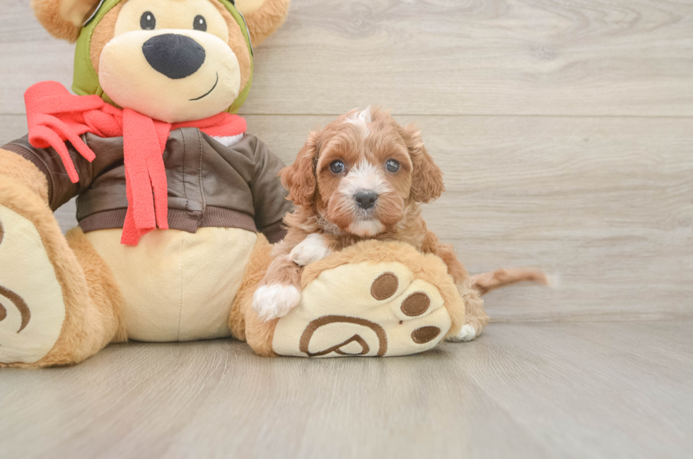 6 week old Cavapoo Puppy For Sale - Fairfield Furbabies