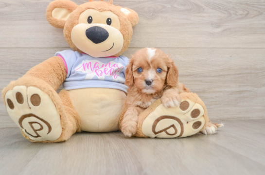 ANDREW, a Cavapoo littermate