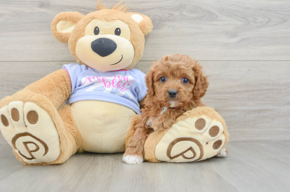 6 week old Cavapoo Puppy For Sale - Fairfield Furbabies