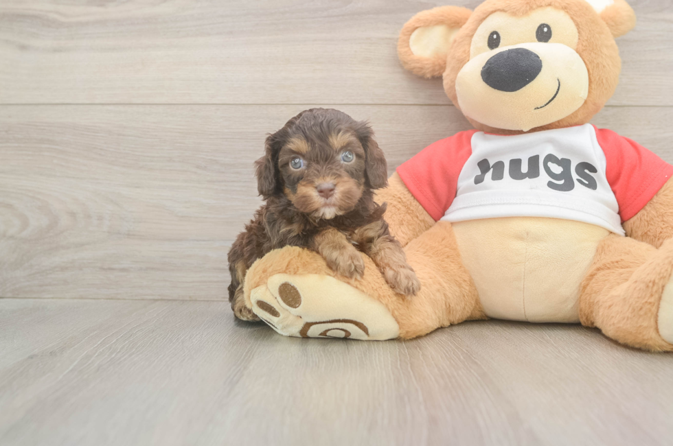 5 week old Cavapoo Puppy For Sale - Fairfield Furbabies