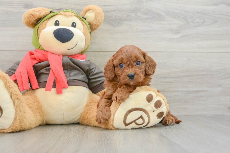7 week old Cavapoo Puppy For Sale - Fairfield Furbabies