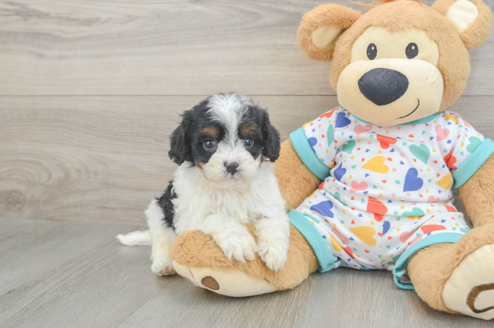 6 week old Cavapoo Puppy For Sale - Fairfield Furbabies