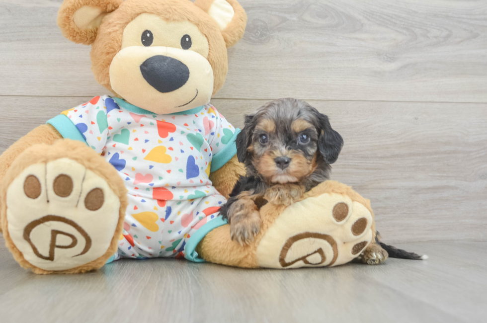 6 week old Cavapoo Puppy For Sale - Fairfield Furbabies