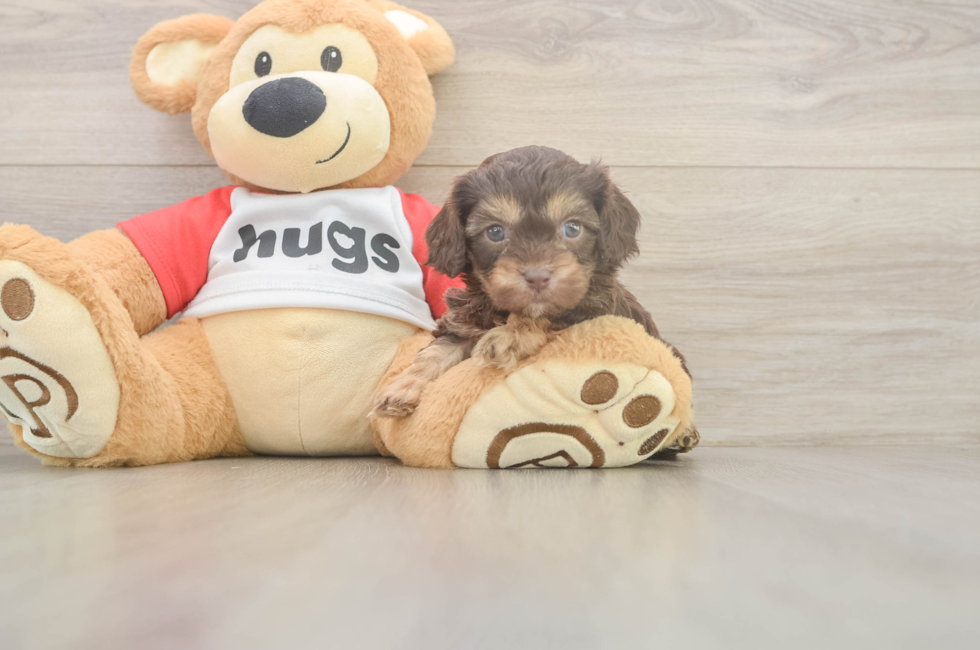 5 week old Cavapoo Puppy For Sale - Fairfield Furbabies