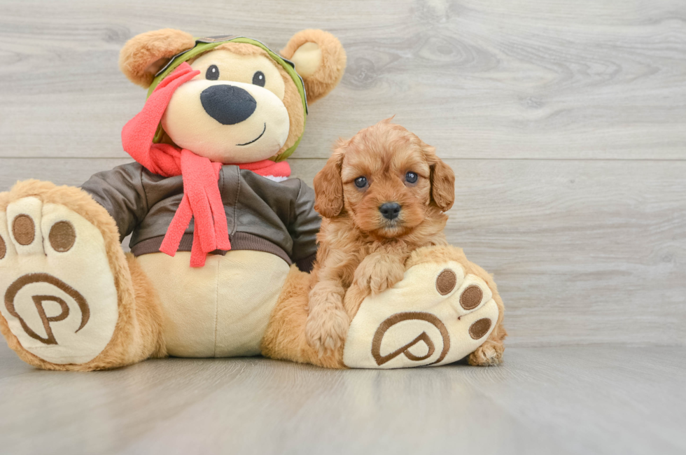7 week old Cavapoo Puppy For Sale - Fairfield Furbabies