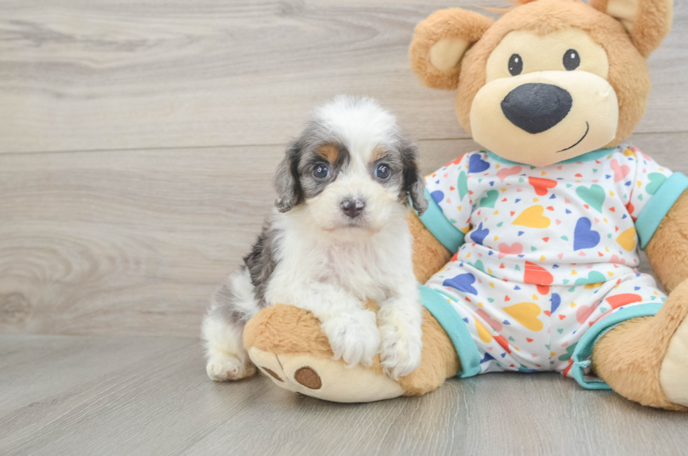 6 week old Cavapoo Puppy For Sale - Fairfield Furbabies