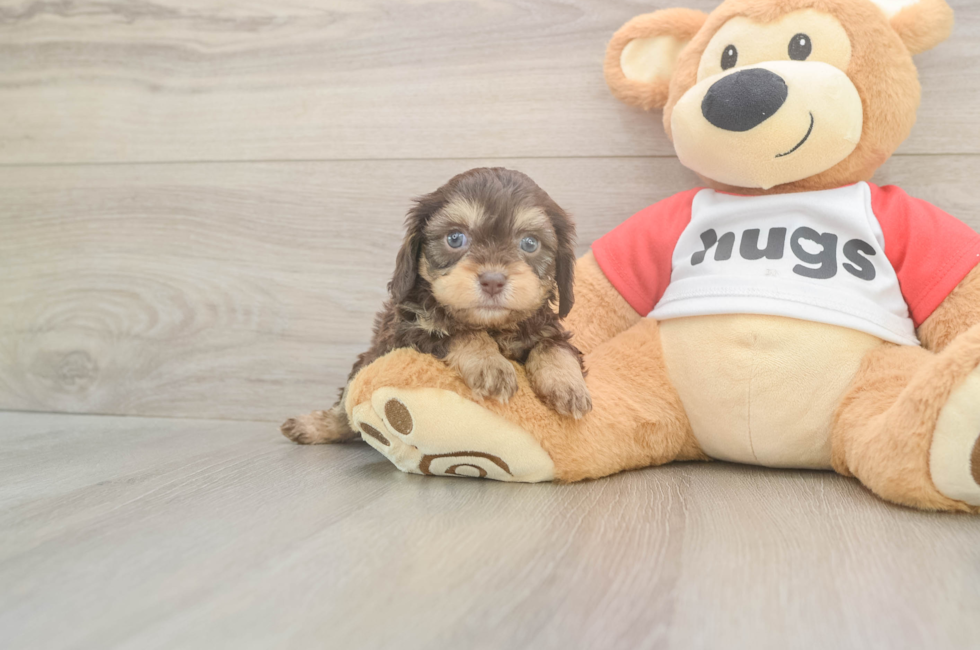 5 week old Cavapoo Puppy For Sale - Fairfield Furbabies