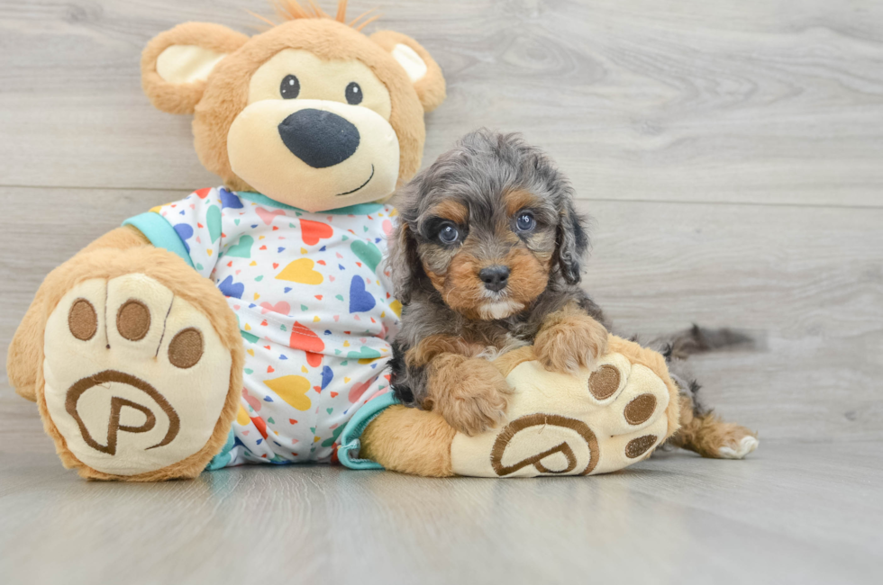 6 week old Cavapoo Puppy For Sale - Fairfield Furbabies