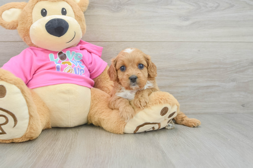 7 week old Cavapoo Puppy For Sale - Fairfield Furbabies