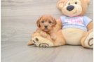 Petite Cavapoo Poodle Mix Pup