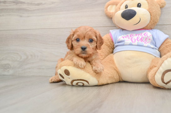 Petite Cavapoo Poodle Mix Pup