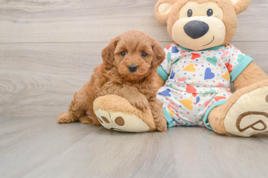 BECCA, a Cavapoo littermate