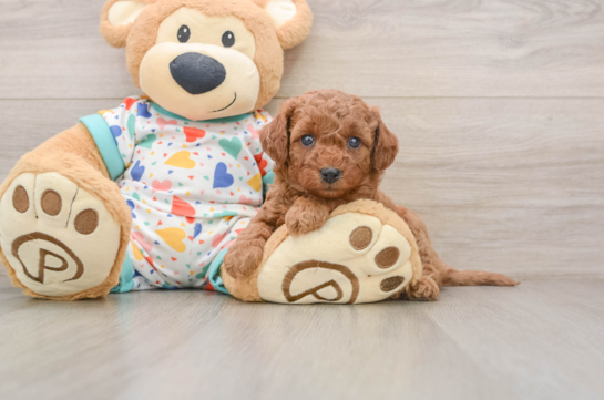 BECCA, a Cavapoo littermate