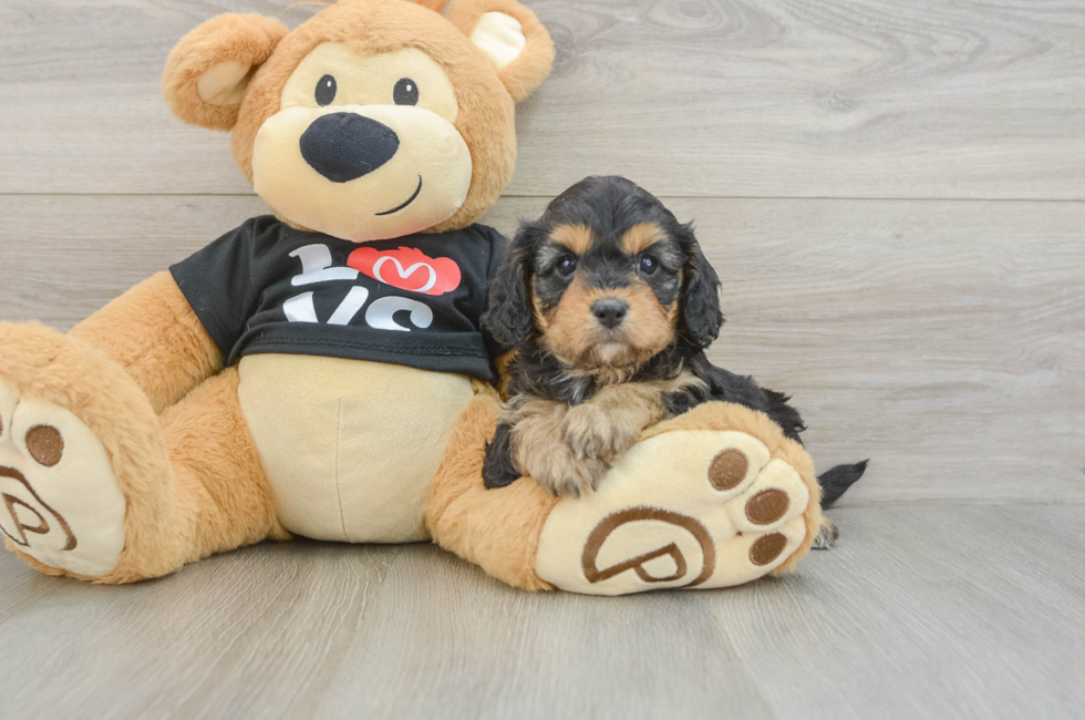 7 week old Cavapoo Puppy For Sale - Fairfield Furbabies