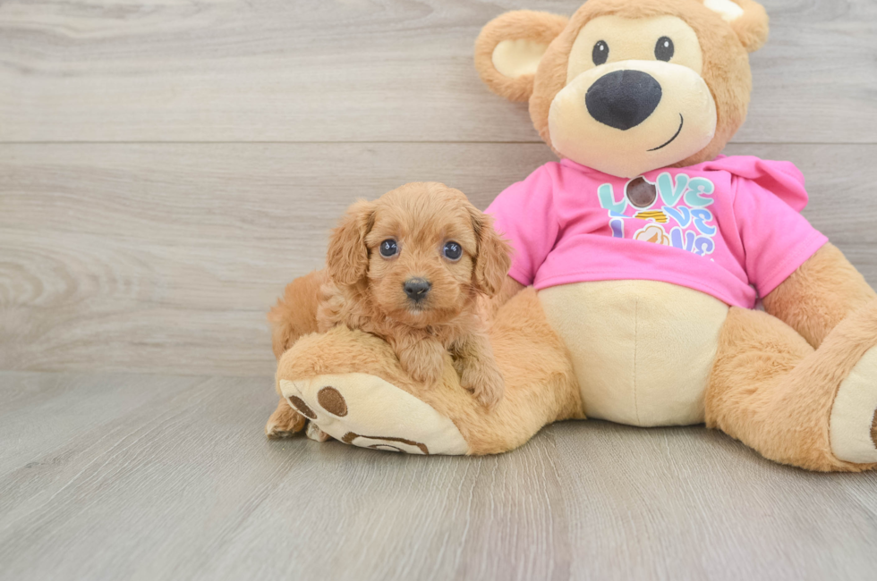 7 week old Cavapoo Puppy For Sale - Fairfield Furbabies