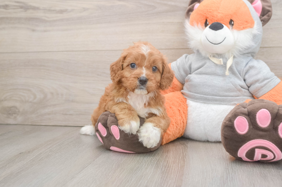 5 week old Cavapoo Puppy For Sale - Fairfield Furbabies