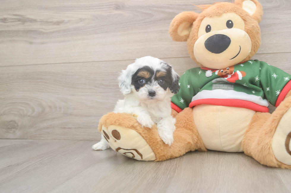 6 week old Cavapoo Puppy For Sale - Fairfield Furbabies