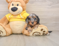 8 week old Cavapoo Puppy For Sale - Fairfield Furbabies