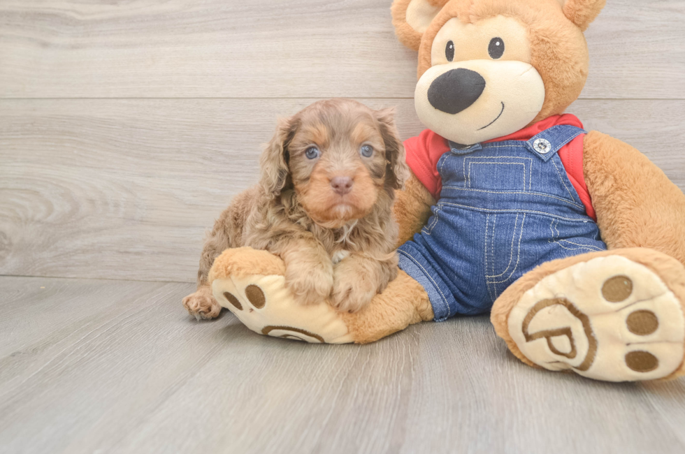 5 week old Cavapoo Puppy For Sale - Fairfield Furbabies
