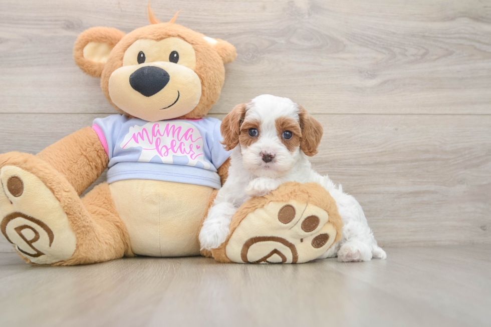 Best Cavapoo Baby