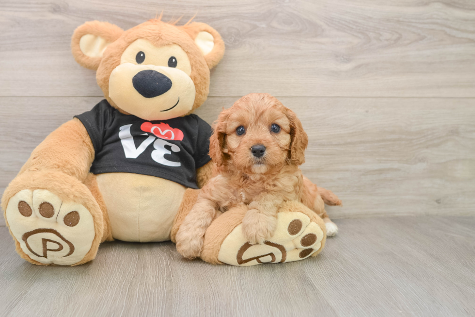 Cavapoo Puppy for Adoption