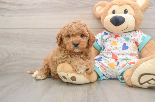 BLAKE, a Cavapoo littermate