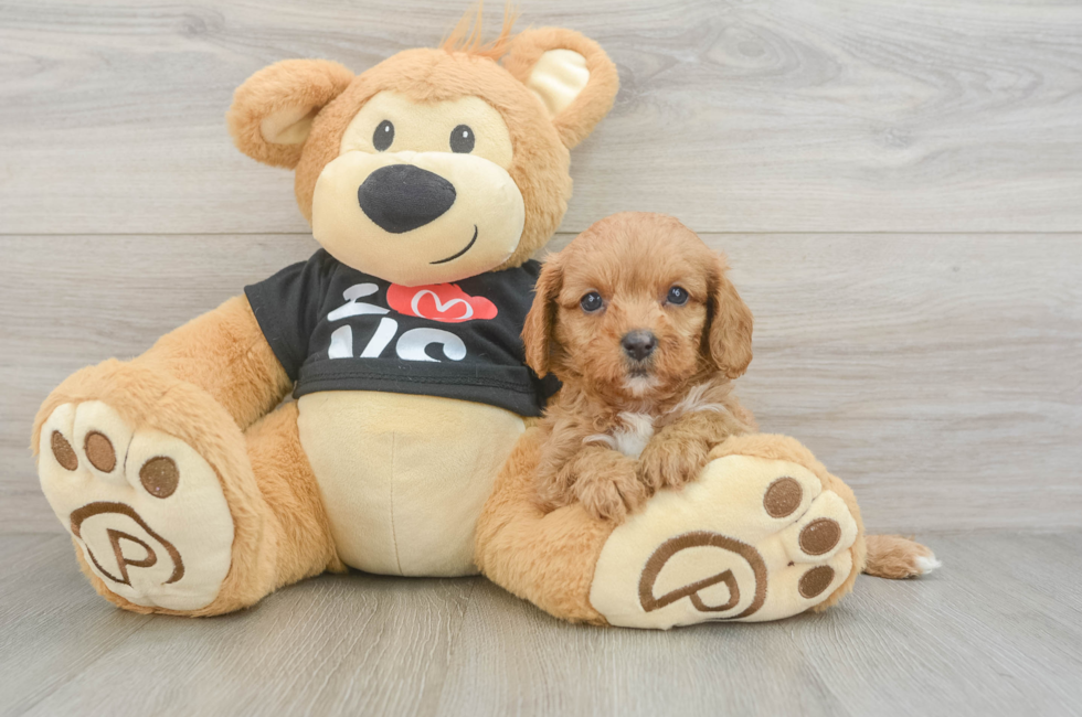 8 week old Cavapoo Puppy For Sale - Fairfield Furbabies