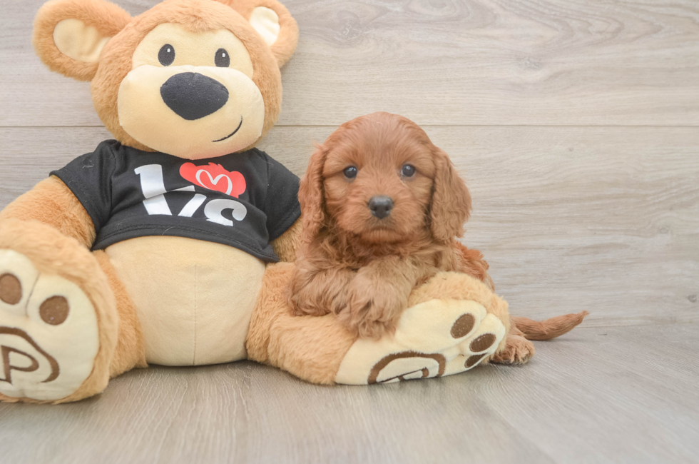 5 week old Cavapoo Puppy For Sale - Fairfield Furbabies