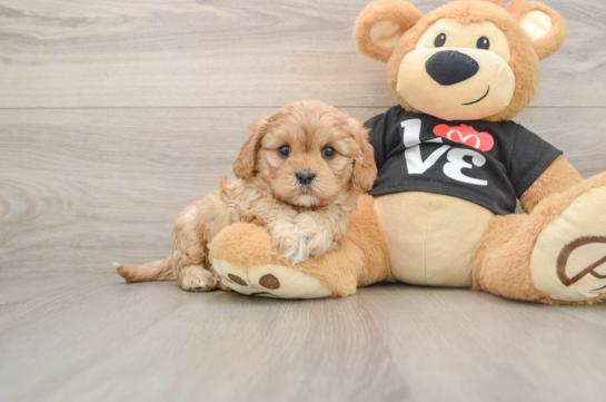 Adorable Cavalier King Charles Spaniel and Poodle Mix Poodle Mix Puppy