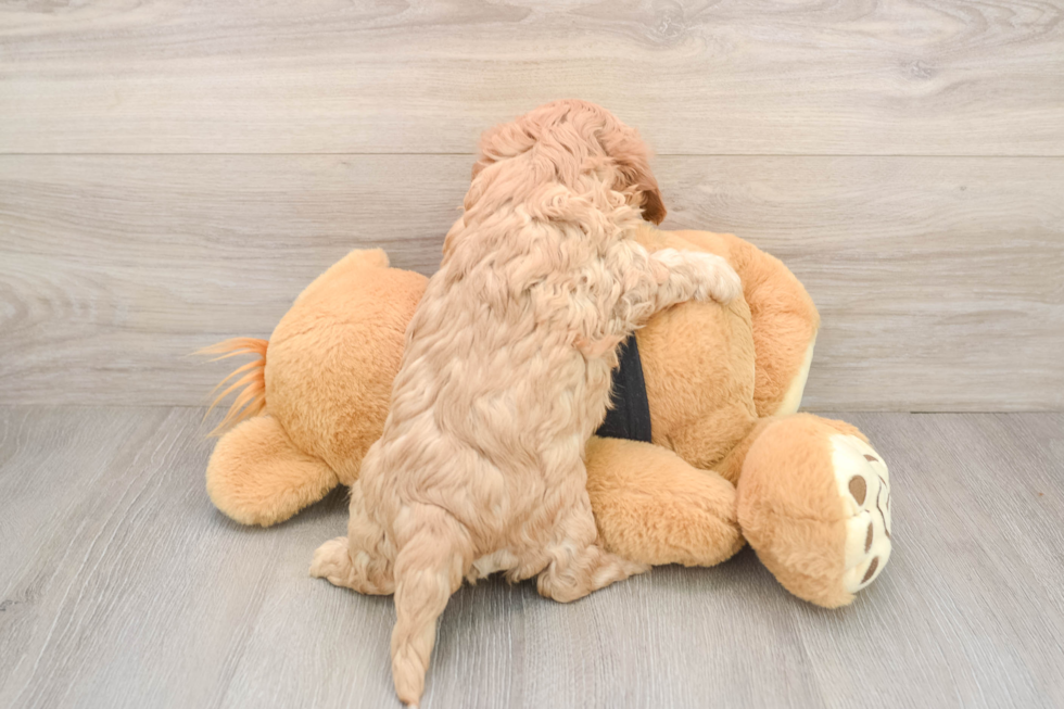 Little Cavipoo Poodle Mix Puppy