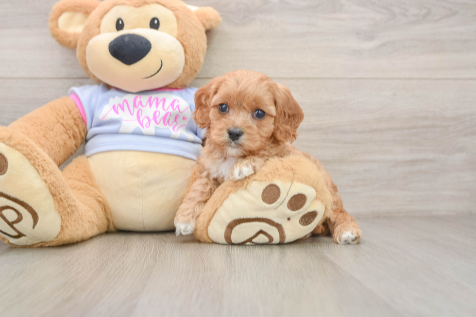 Hypoallergenic Cavadoodle Poodle Mix Puppy
