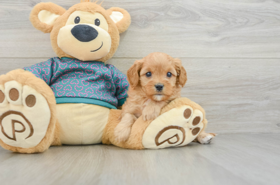 6 week old Cavapoo Puppy For Sale - Fairfield Furbabies