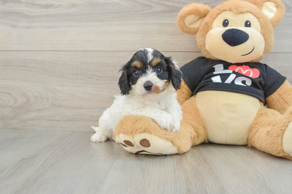 7 week old Cavapoo Puppy For Sale - Fairfield Furbabies