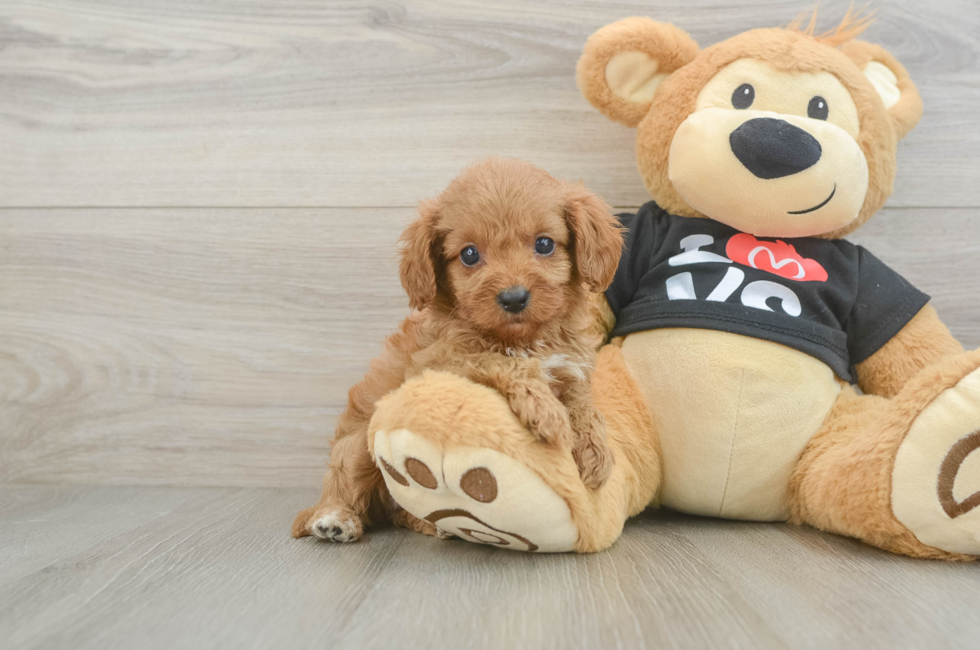 8 week old Cavapoo Puppy For Sale - Fairfield Furbabies
