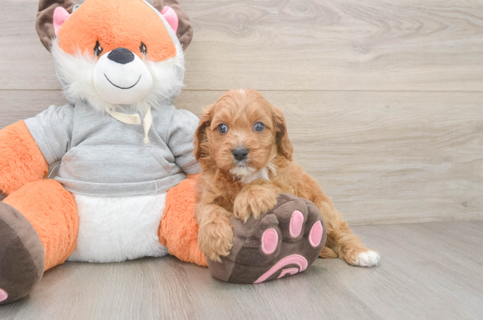 5 week old Cavapoo Puppy For Sale - Fairfield Furbabies