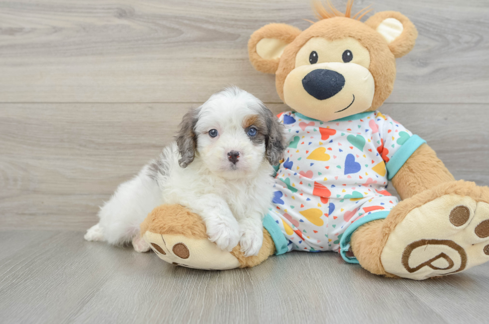 6 week old Cavapoo Puppy For Sale - Fairfield Furbabies