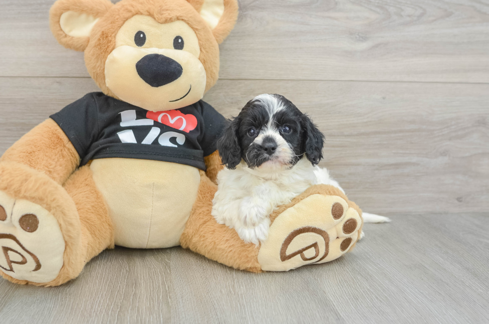 7 week old Cavapoo Puppy For Sale - Fairfield Furbabies