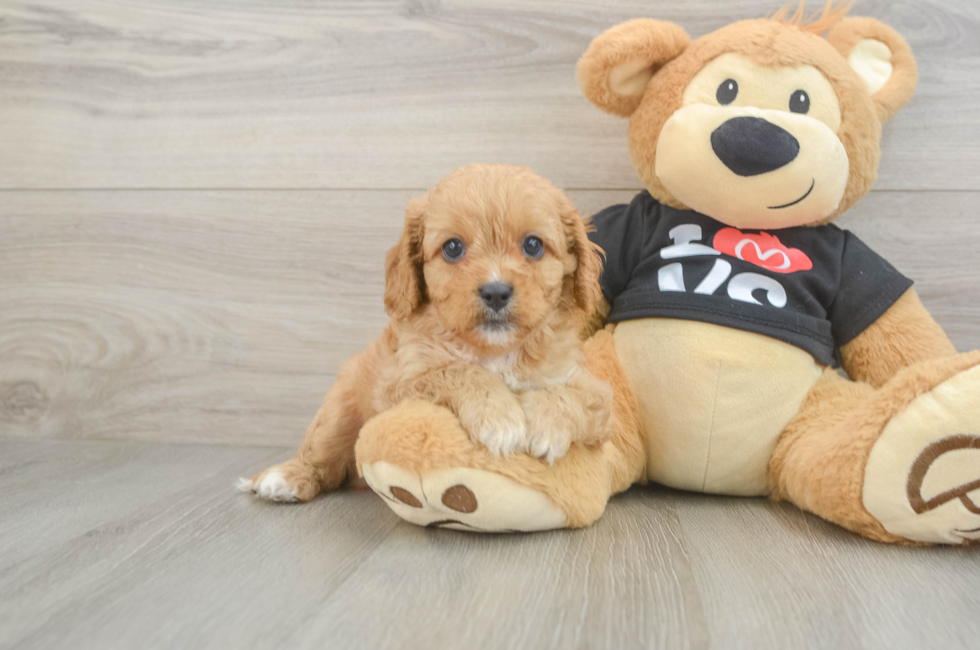 8 week old Cavapoo Puppy For Sale - Fairfield Furbabies