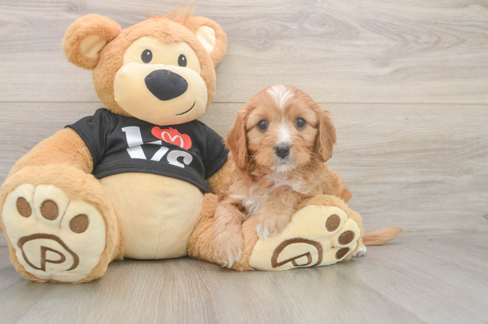 5 week old Cavapoo Puppy For Sale - Fairfield Furbabies