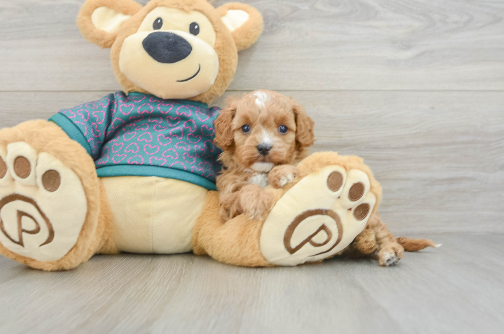 6 week old Cavapoo Puppy For Sale - Fairfield Furbabies