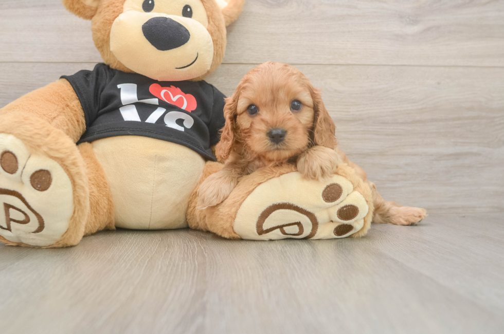 5 week old Cavapoo Puppy For Sale - Fairfield Furbabies