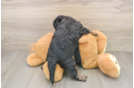 Little Cavipoo Poodle Mix Puppy