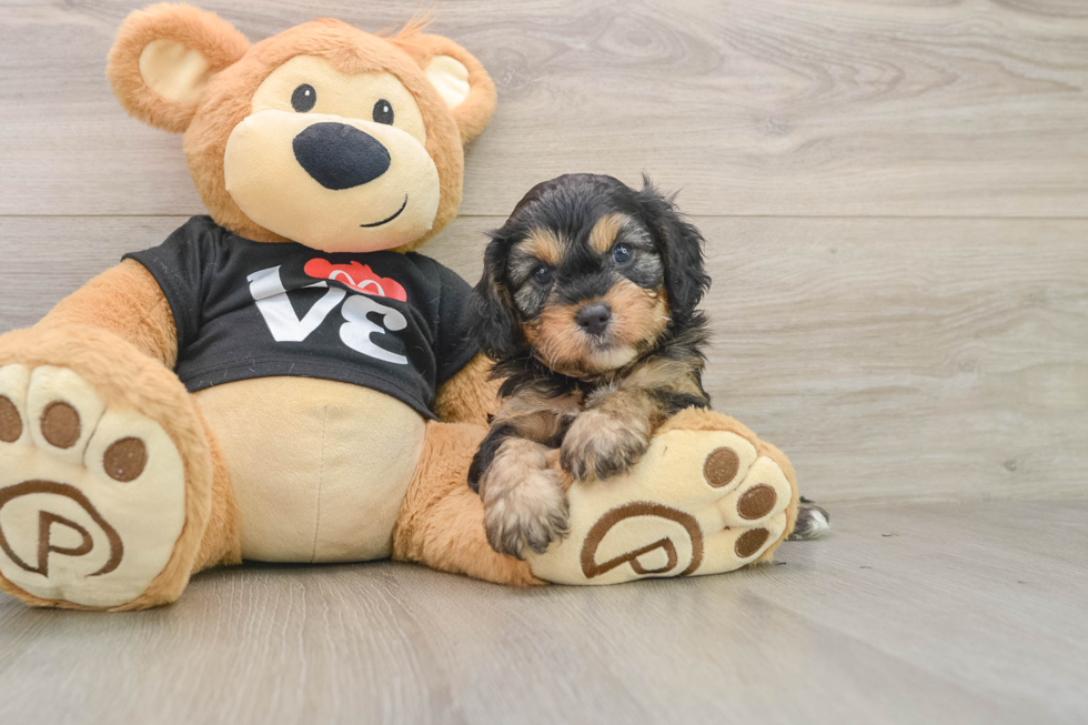 Funny Cavapoo Poodle Mix Pup