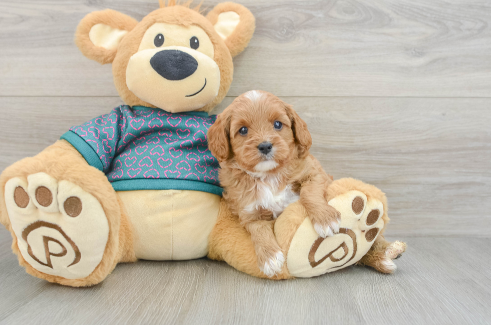 6 week old Cavapoo Puppy For Sale - Fairfield Furbabies