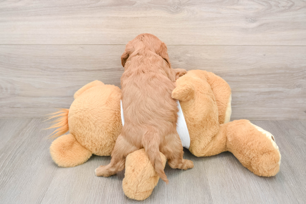 Cavapoo Pup Being Cute