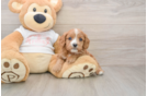 Cavapoo Puppy for Adoption