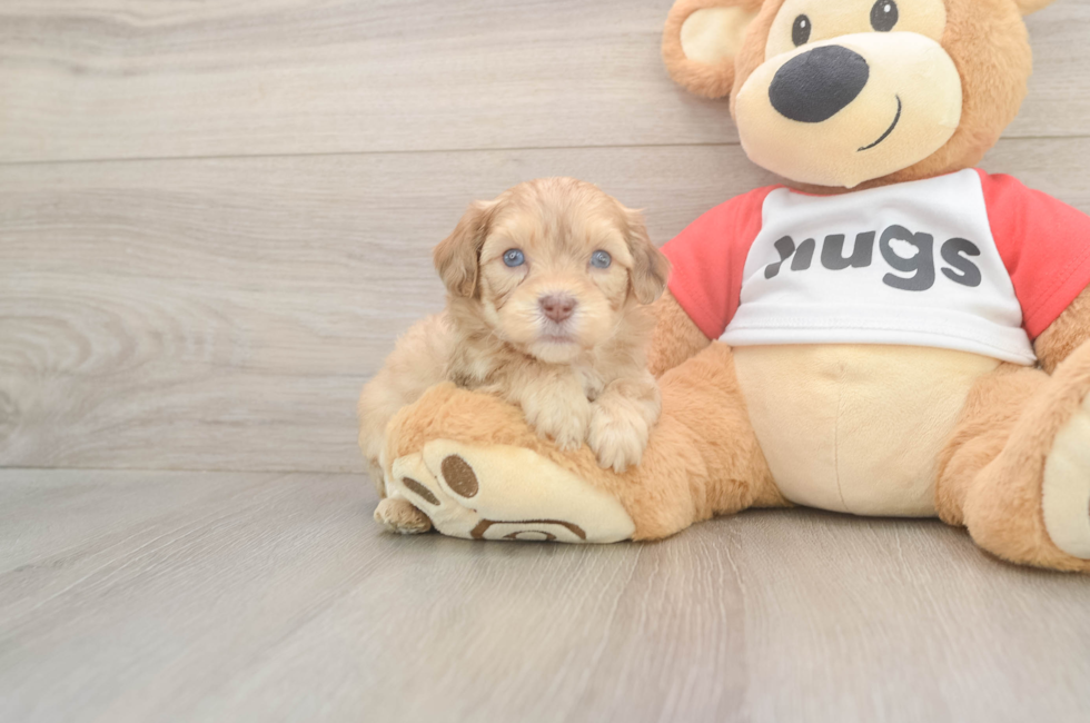 6 week old Cavapoo Puppy For Sale - Fairfield Furbabies